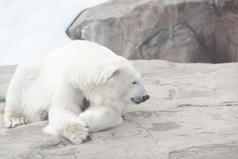 Polar Promises